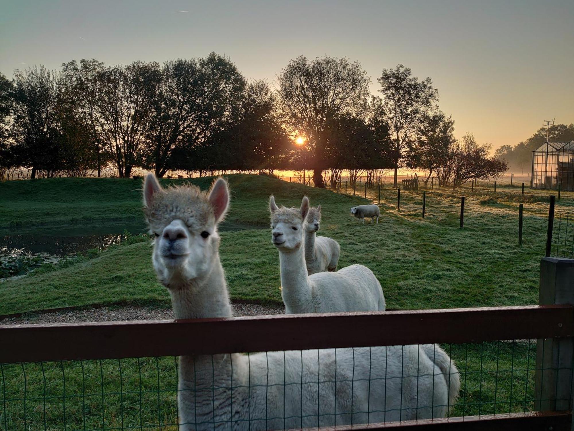 Hof Van Maldegem Кортгене Экстерьер фото
